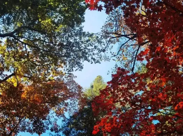 💡设计解析◆攻略分享◆超全秘籍 无限暖暖》叶脉之思设计图深度解读与获取秘诀