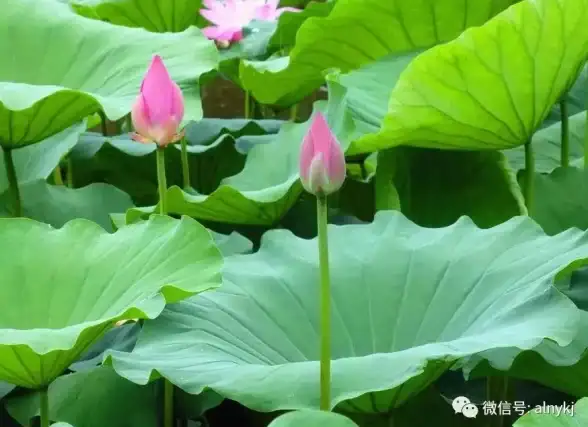 🔥游戏攻略🔥角色养成🔥揭秘莲蓬蛙最爱美食，轻松提升成长效率！