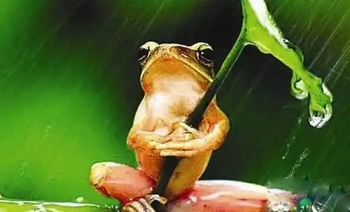 🔥游戏攻略🔥角色养成🔥揭秘莲蓬蛙最爱美食，轻松提升成长效率！