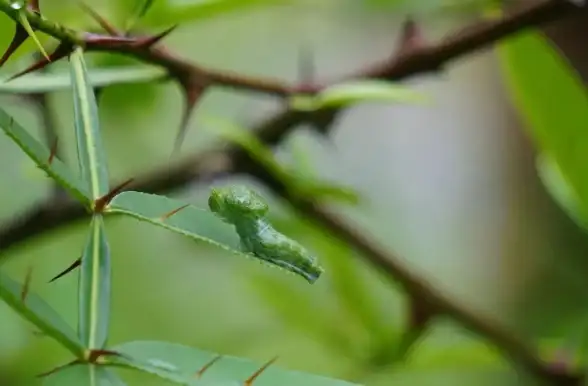 蝴蝶🦋羽化奥秘：羽化是什么意思，揭秘蝴蝶蜕变的神奇变化与科学原理