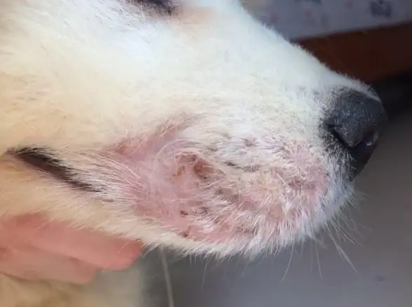 宠物养成·地图攻略·实用秘籍｜模拟人生4猫狗最佳地图选择与训练全指南