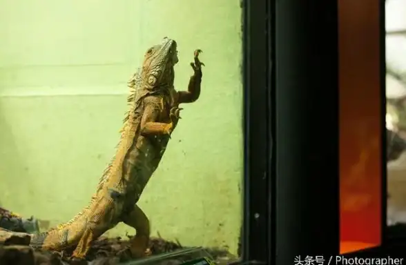 攻略秘籍🔥动物园之星快速高效删除围栏全指南