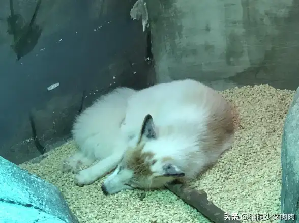 虚拟互动🐾社交 QQ宠物的虚拟养成之旅：开启萌宠社交新体验
