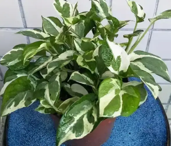 植物大战僵尸｜重磅爆料｜光系植物全解析＋顶级实战技巧分享