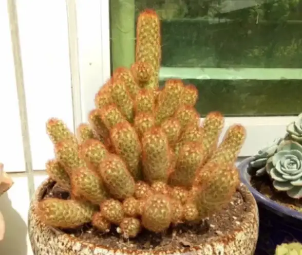 植物大战僵尸｜重磅爆料｜光系植物全解析＋顶级实战技巧分享