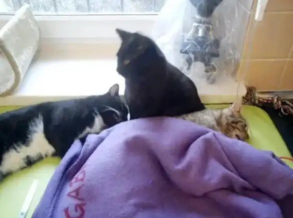 宠物健康⚠游戏攻略🔥怪物猎人荒野猫咪生病机制深度揭秘及高效预防技巧