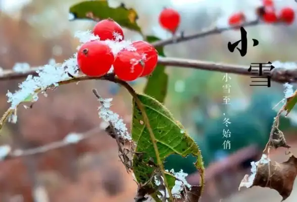 雪景揭秘⚡古风赏析⚡大自然密码 从“荔挺出”看古人笔下大雪三候变化