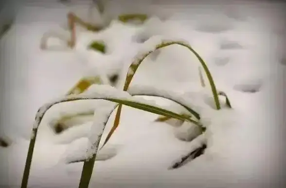 自然奇观❉诗意文化❉冬季美学 古人三候大雪中第三候“荔挺出”深度意象解析