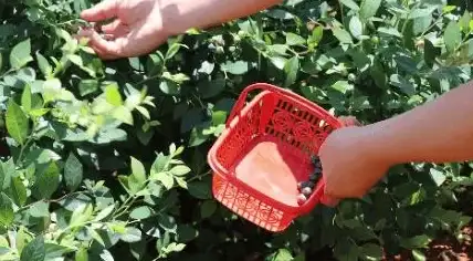 益智游戏🍎蔬然天成水果大作战：趣味连连看欢乐开启