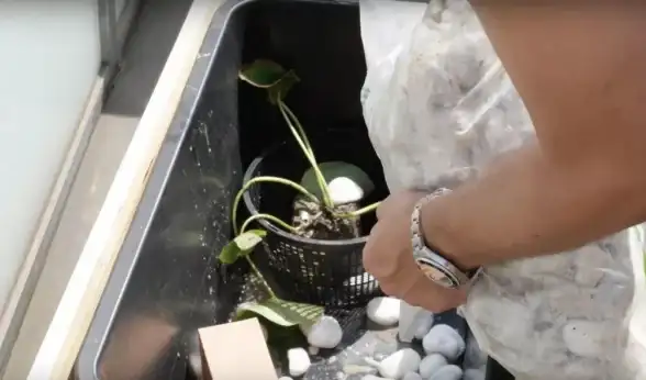音响教程🎵电脑音响安装全攻略，小鱼带你轻松连接小音响