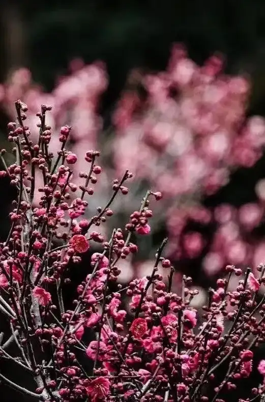 奇遇攻略•玩法解析•必看 深入解读逆水寒手游芳菲如故奇遇奖励与最佳路线