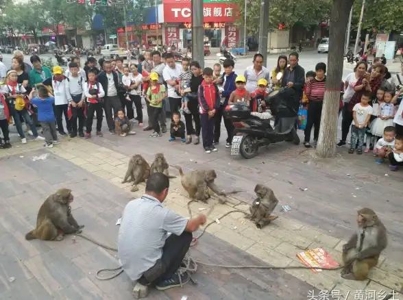 策略秘籍🔥真三国无双起源新野之战最佳武将全解析指南