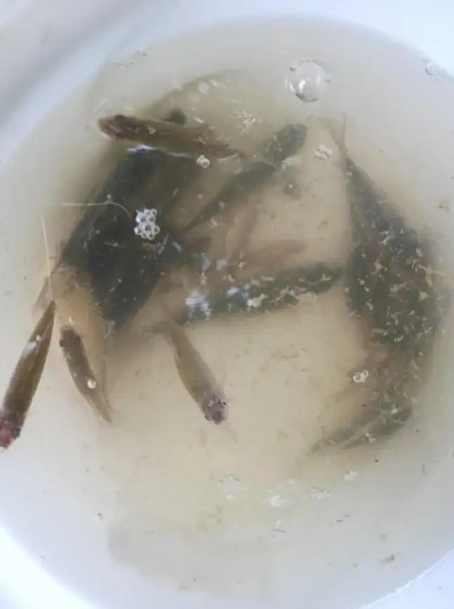 实力PK🔥怪物猎人VS螳螂全面对比揭秘谁更强