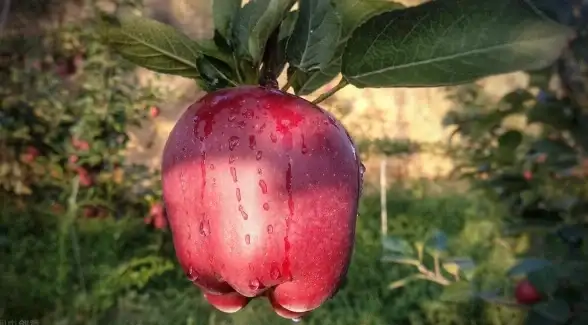 科技创新🍏价格坚挺 探究苹果手机价格坚挺的内在因素与市场发展趋势