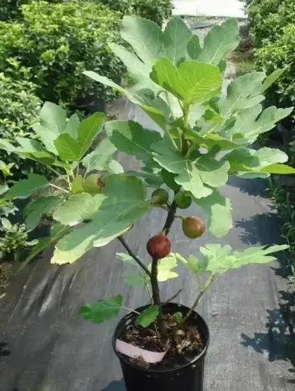 必备技能｜高效管理术！下载文件自动整理与提醒全解密】