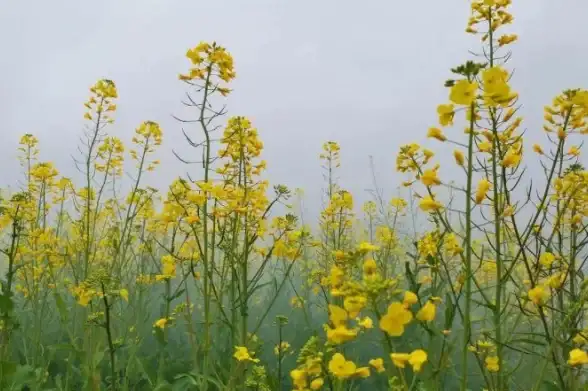 美丽爆款✨限定揭秘✨获取必看｜无限暖暖》留于花间池全攻略！