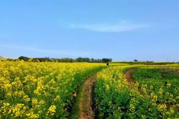 美丽爆款✨限定揭秘✨获取必看｜无限暖暖》留于花间池全攻略！