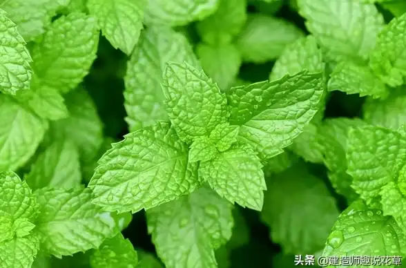 情感·人物·深度解析｜超全《异环薄荷角色情感线及人际关系揭秘