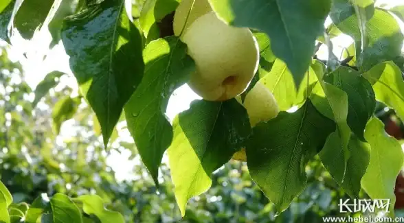 《无限暖暖》还我美鸭梨任务高效完成技巧分享