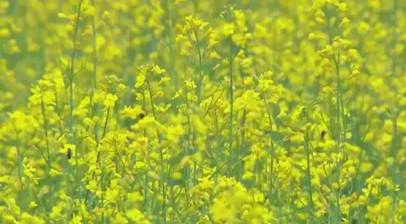 游戏攻略🎯武学秘籍🎯实用技巧 烟雨江湖伏羲刀法全面解析与提升方法