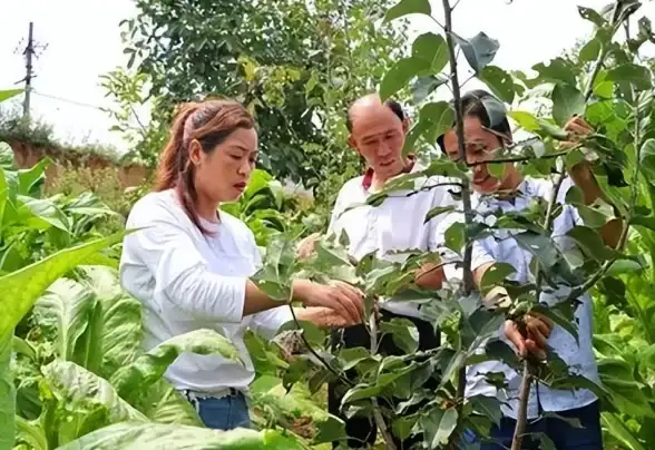 服务器租赁,数据安全-辽宁大连棉花云稳定三线服务器租赁