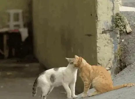 🔥攻略必备🔥阵容指南🔥猫之城新手全解析：搭配思路+实用技巧大公开！