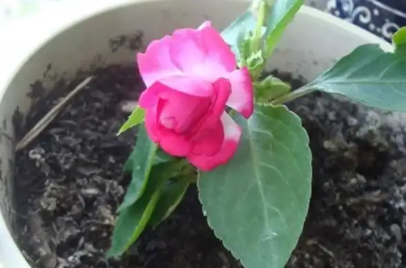 种植攻略●高效秘籍●快速完成 心动小镇施肥委托必看技巧详解