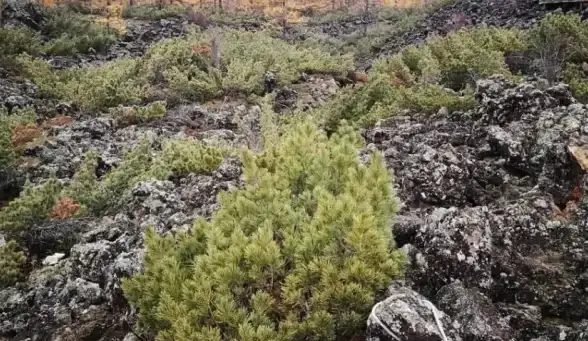 ✨情感深度✨独家揭秘✨火山的女儿赠礼时机与真挚表达解析