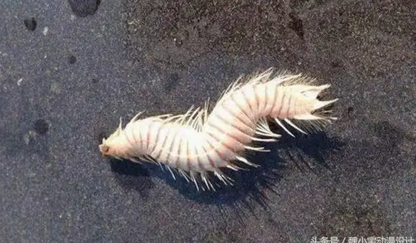 钓鱼技巧⚡独家揭秘⚡变异鱼《魔兽世界》中的超强价值解析！