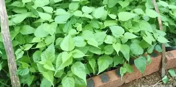 策略秘籍●隐藏要点●高能攻略 植物大战僵尸杂交版挑战80关通关全解析