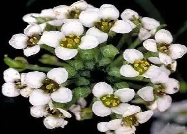 友情🌟陪伴 QQ好基友：真挚陪伴不打烊，知心朋友就在身边