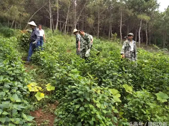 数据库安全 数据库攻击 如何有效地破坏一个数据库，怎么样破坏数据库