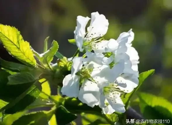 策略秘籍◆植物搭配◆实战解析 植物大战僵尸融合版》樱桃南瓜超强协同作战全攻略！