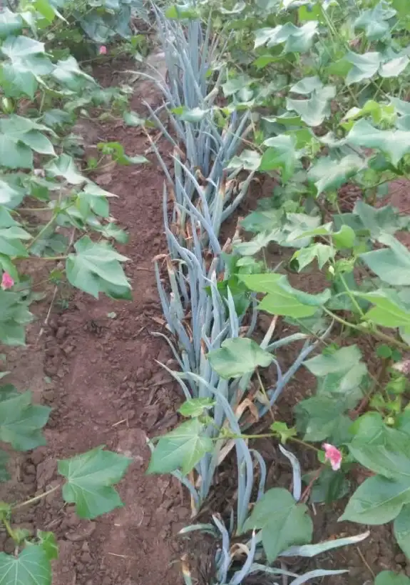 短视频加速,节点优势-棉花云河南郑州节点对短视频行业的优势