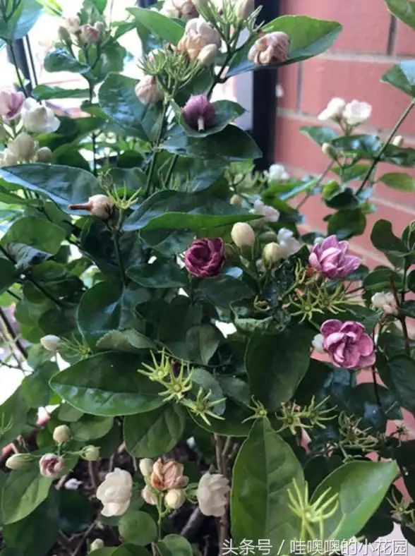 休闲娱乐🌸超火爆🌟2025年最耐玩花朵消除游戏排行榜大全
