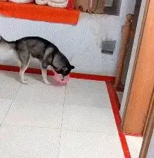 宠物养成🐾融合技巧揭秘➤梦想新大陆全攻略详解