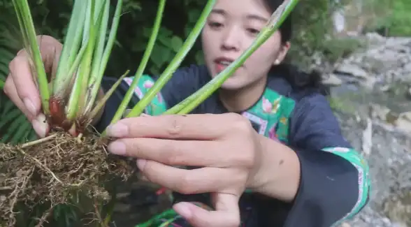 角色攻略🌿血菖蒲采集心得分享，七日世界必看攻略指南