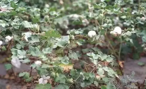 手工艺✨国粹✨传统工艺｜弹棉花揭秘，提升棉絮蓬松度关键步骤！