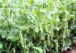 紧急关注｜冰点还原系统卸载风险全解析｜安全须知！IT安全要点