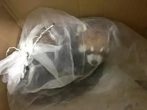 游戏秘籍🔥命运困境3全攻略详解流程全面解析