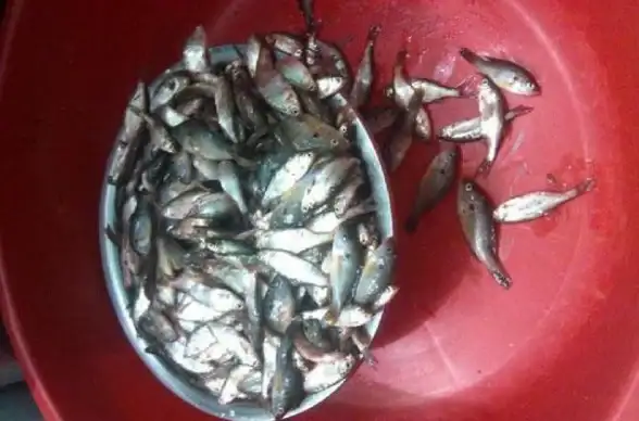 🔥钓鱼达人·超全攻略·效率必看｜魔兽世界红腮鱼最佳钓点详解与技巧指南
