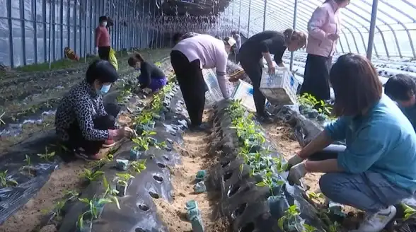 爆款·高阶·必看｜植物大战僵尸杂交版挑战模式第48关难点全解析+实用攻略分享