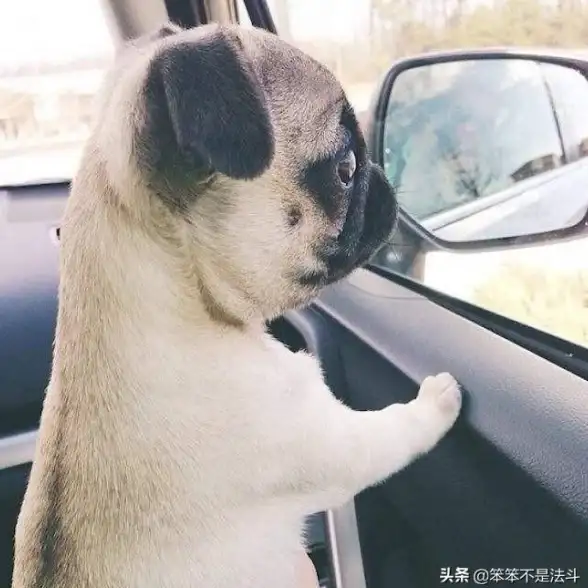 策略攻略🔥文明6最帅君主体形设计推荐揭秘