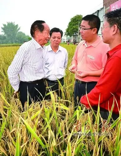 策略●挑战●干货 植物大战僵尸杂交版第40关难点全解析与实用应对方案