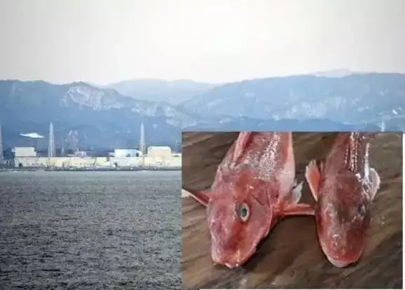 探索🔍难度选择，辐射4哪个难度最适合畅游游戏世界？