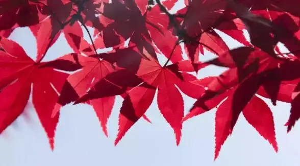 热门攻略•隐藏秘诀•速解技巧｜揭秘《无限暖暖》愿愿纷飞隐藏要素，快速解锁全秘籍！