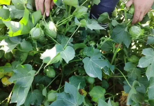 大带宽,高性价比-山东枣庄棉花云大带宽主机推荐与测评