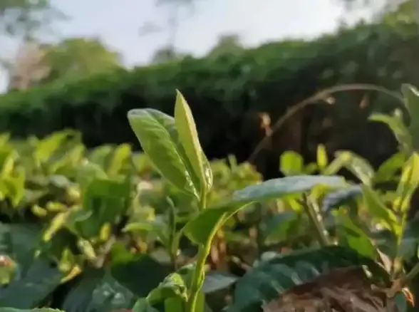 云主机,运营商对比-如何选择日本云主机？纵横数据与大牌运营商对比
