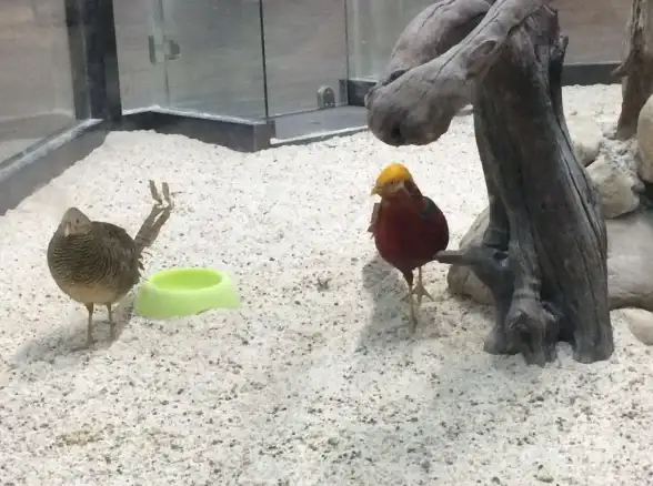 宠物推荐🐾实用攻略🐾dnf鸡年热门宠物哪款性价比最高