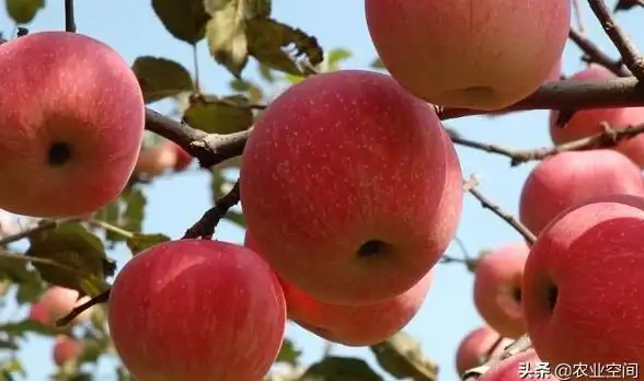 称重技巧🍏苹果手机如何称重？实用操作指南与注意事项